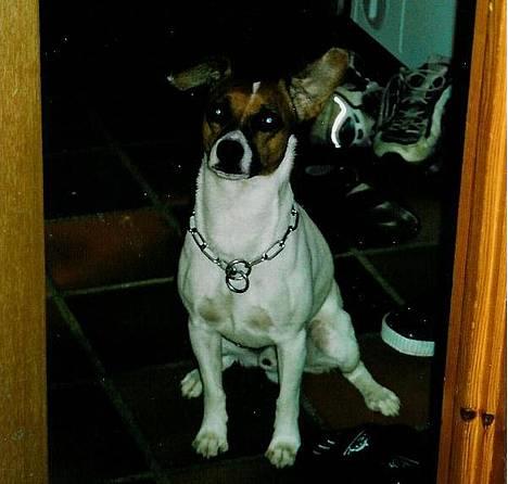 Dansk svensk gaardhund Snip - Ser nysgerig ud.. billede 4