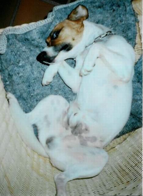 Dansk svensk gaardhund Snip - JaaH? Ik helt sikker..! billede 5