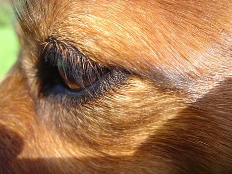 Gravhund Matilde billede 7