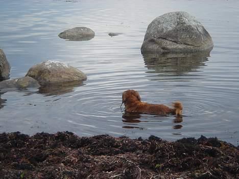 Gravhund Matilde billede 8