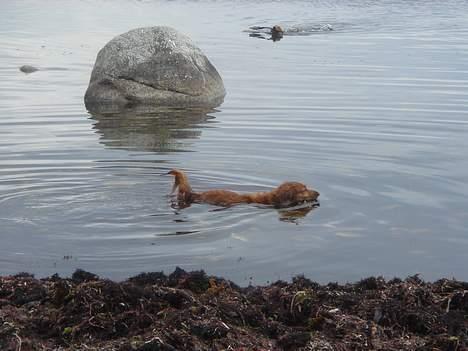 Gravhund Matilde billede 9