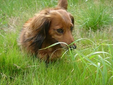 Gravhund Matilde billede 10