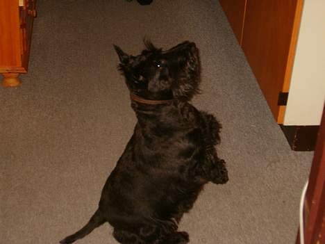 Skotsk terrier Dina *død* - Er jeg ikke dytig!? jeg kan bare så på to ben  billede 8