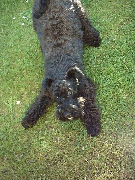 Kerry blue terrier Kordes Unique Dream - Kan du se udtrykket?! Hun overvejer allerede nye narrestreger... billede 6