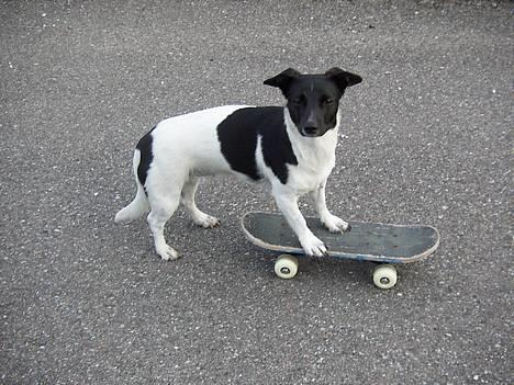 Blanding af racer Kira billede 1