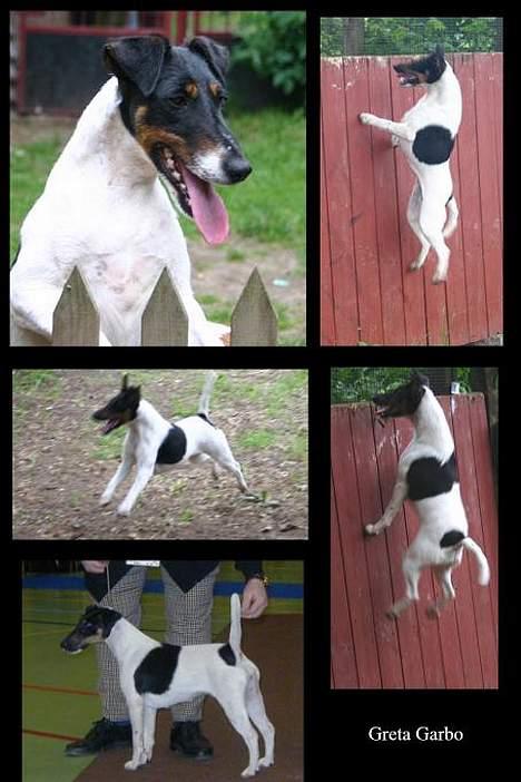 Glathåret foxterrier GRETA GARBO billede 1
