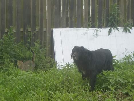 Blanding af racer Jack - Det er så mig i haven sammen med min kat, Pascaya. billede 1