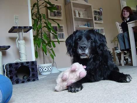 Blanding af racer Jack - Mig m Svinlingen.....den lever desværre ikke mere... billede 2