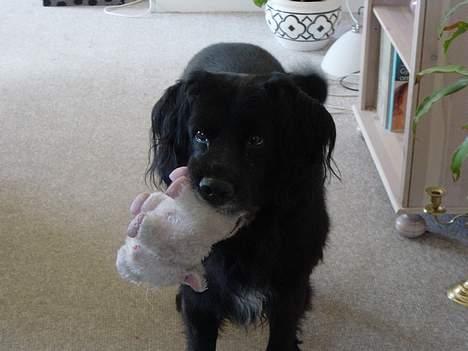 Blanding af racer Jack - Mig og Svinlingen.... billede 3