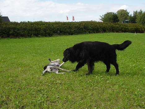 Blanding af racer Jack - Mig og vores lille, græske adoptivbarn, Freia. billede 4