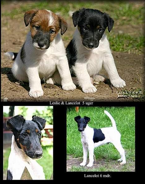 Glathåret foxterrier Leslie & Lancelot billede 1