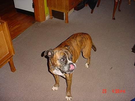 Boxer Bella - Så fik jeg alligevel noget.. :D billede 1