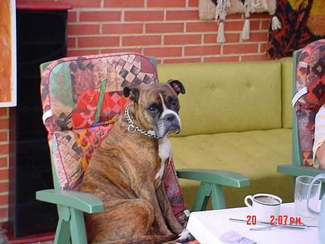 Boxer Bella - Vi var lige blevet færdige med at spise... Og så snupper hun fars stol.. ;-) billede 2