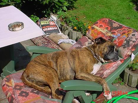 Boxer Bella - Jah.. Man skal jo nyde solen når den er der... billede 4