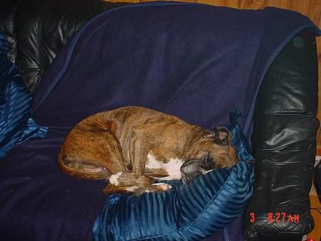 Boxer Bella - Jamen godnat... billede 5