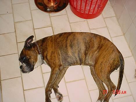 Boxer Bella - Hun er lige blevet opereret på det her billede.. og ligger på badeværelses gulvet.. der er gulv varme.. billede 6