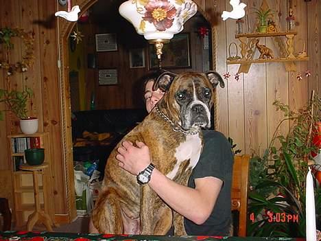 Boxer Bella - Mig og min hund.. billede 7