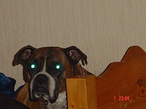 Boxer Bella - BUUUUH.... Hun kunne da se lidt skræmmende ud.. ;-) billede 8