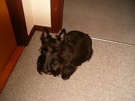 Skotsk terrier Dina *død* billede 9