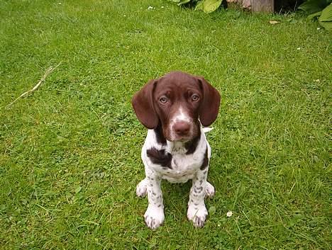 Gammel dansk hønsehund Sika - det her er et baby billed er hun ikke køn.... hun ligner sin mor meget...... billede 2