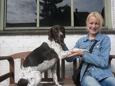 Gammel dansk hønsehund Sika - her sidder vicki og nyder solen...... billede 3