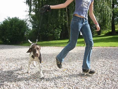 Gammel dansk hønsehund Sika - så er det tid til en løbe tur i det fri.....hehe billede 4