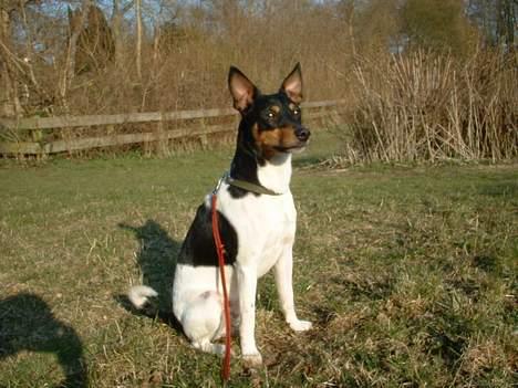 Dansk svensk gaardhund arki billede 1