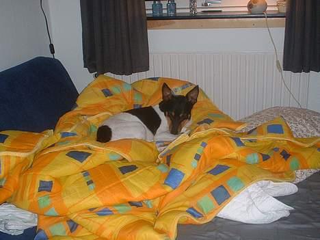 Dansk svensk gaardhund arki billede 3