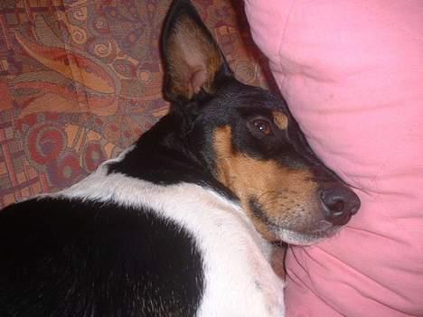 Dansk svensk gaardhund arki billede 4