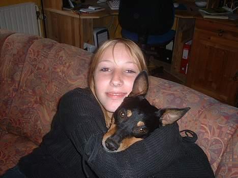 Dansk svensk gaardhund arki billede 5