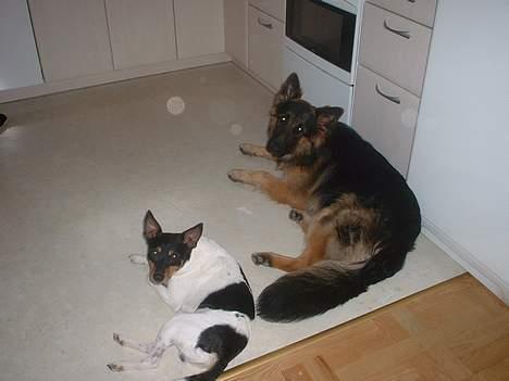 Dansk svensk gaardhund arki billede 6