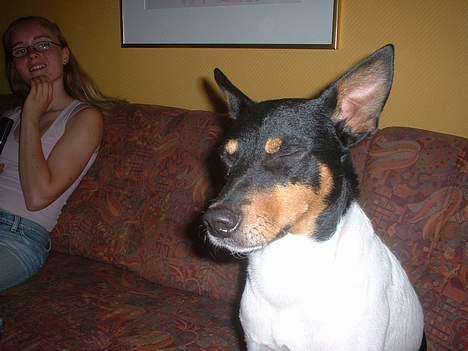 Dansk svensk gaardhund arki billede 7