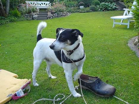 Dansk svensk gaardhund Bimmer billede 5