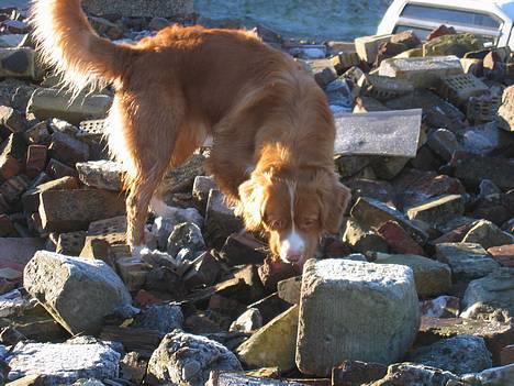 Nova scotia duck tolling retriever Murphy - Murphy på redningshunde træningsbanen billede 9