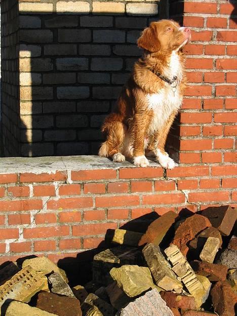 Nova scotia duck tolling retriever Murphy - Murphy soler sig efter veludført arbejde billede 10