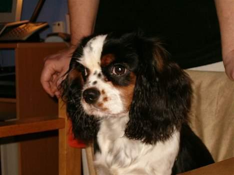 Cavalier king charles spaniel Allways Almighty Xelma RIP Himmelhund. - Jeg er da fars smukkeste pige..ikk´? billede 1