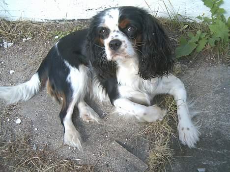Cavalier king charles spaniel Allways Almighty Xelma RIP Himmelhund. - jeg er lige i luskehumør. billede 2