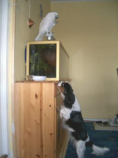 Cavalier king charles spaniel Allways Almighty Xelma RIP Himmelhund. - stik mig lige din banan. billede 3