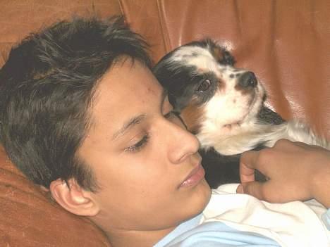 Cavalier king charles spaniel Allways Almighty Xelma RIP Himmelhund. - rigtige venner billede 4