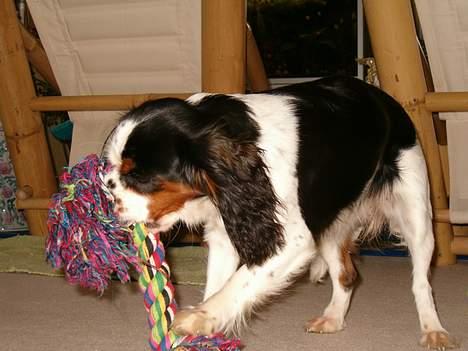 Cavalier king charles spaniel Allways Almighty Xelma RIP Himmelhund. - mit legetøj billede 5