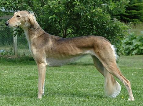 Saluki Tara billede 1