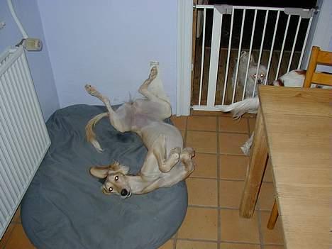 Saluki Tara - En af Tara´s mærkelige sovestillinger billede 3