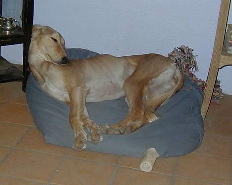 Saluki Tara - endnu en mærkelig sovestilling billede 4