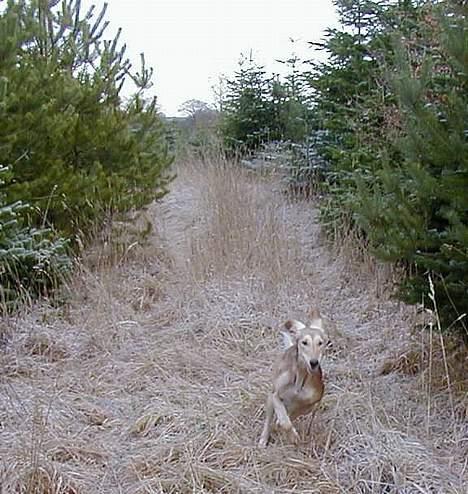 Saluki Tara - hurtigløb i skoven billede 6