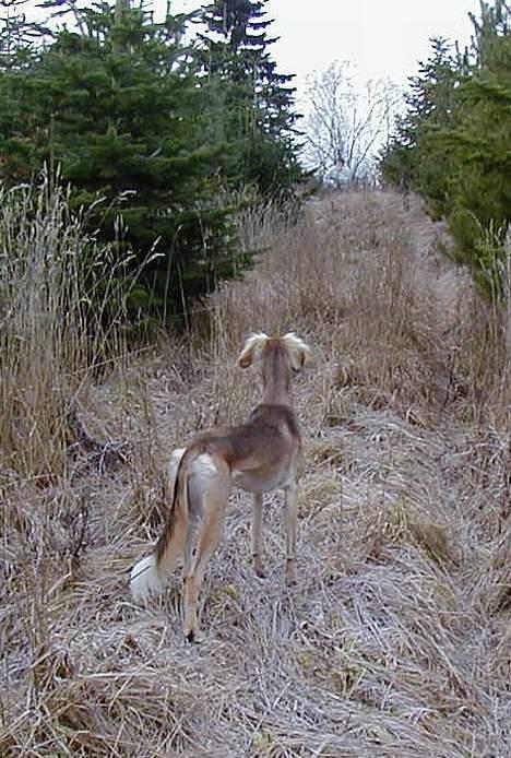 Saluki Tara - Men kan også stå stille billede 7