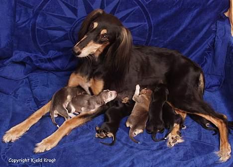Saluki Tara - Tara med mor og søskende billede 8