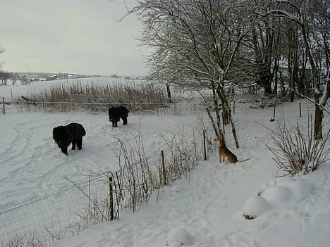 Saluki Tara - Vil I ikke nok være med til at løbe om kap?! billede 9