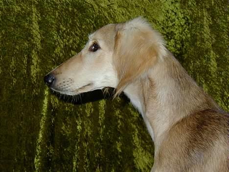 Saluki Tara - Se mit smukke hoved (7 mdr gl) billede 10