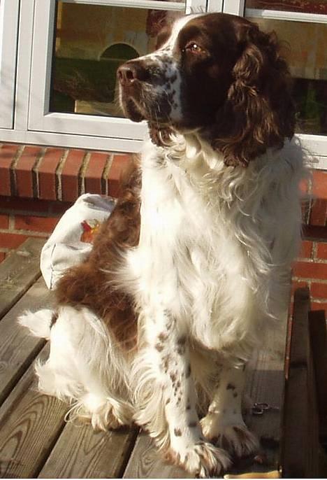 Engelsk springer spaniel Basse - Smukke basse bliver børstet... billede 1