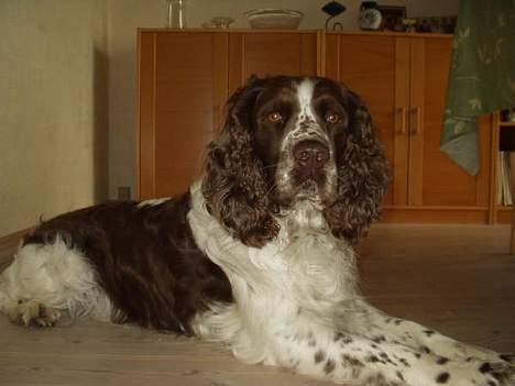 Engelsk springer spaniel Basse - Basse ligger og leger fornem inde i stuen! :-) billede 2